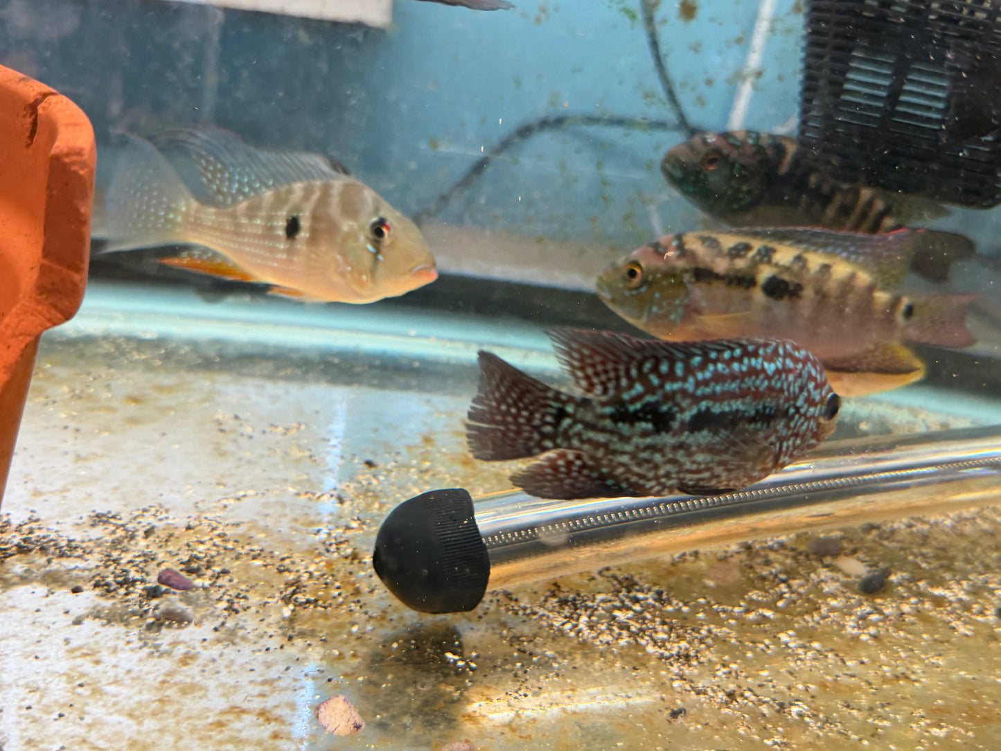 SRT F4 Super Red Texas Cichlid
