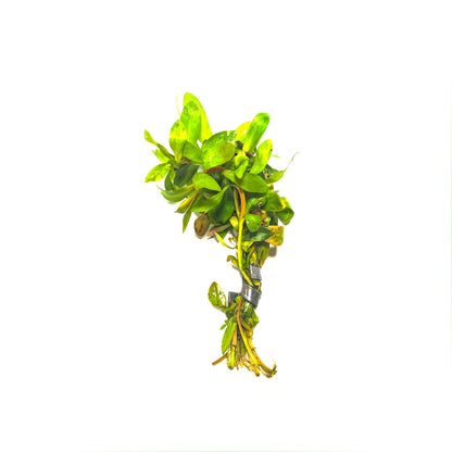 Ammannia Senegalensis