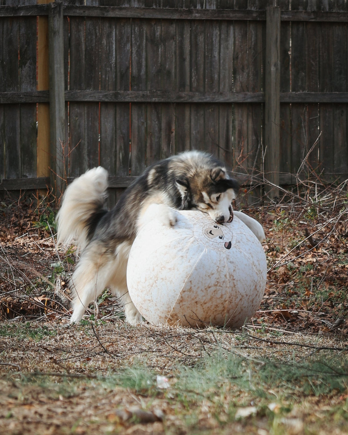 Better Sporting Dogs 25” Heavy Duty Sheep Lookalike Herding Ball for Dogs