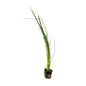 Giant Hairgrass (Thick Leaf)