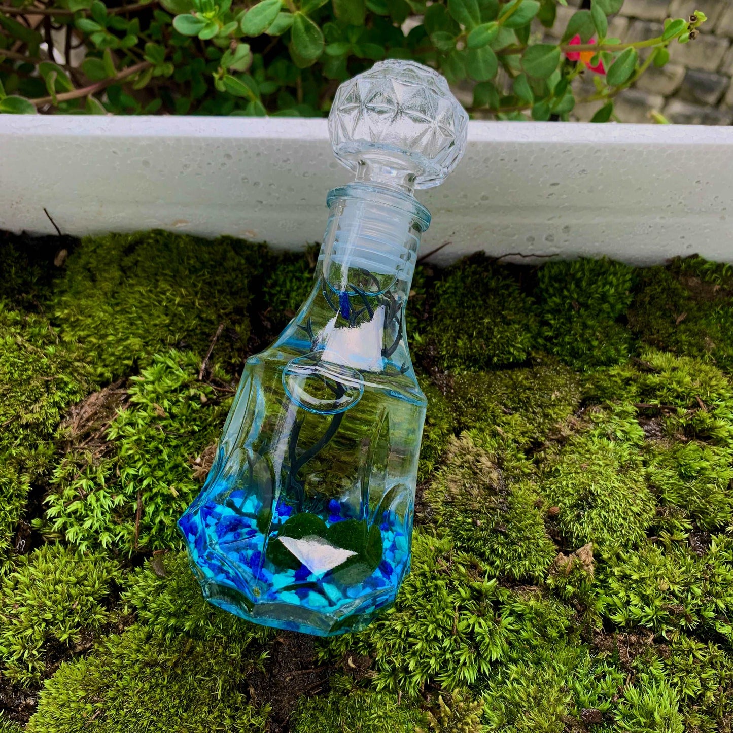 Moss Ball Aquarium Romantic Marimo Moss Balls Glass Bottle Aquarium With Lid Love Plants for Beginners for Couples Blue