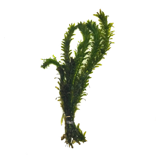 Anacharis (Densa)