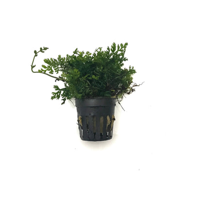 Bolbitis heteroclita Difformis