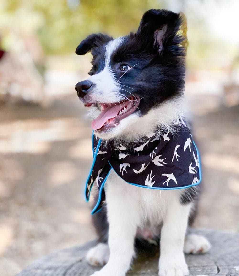 Alex Dog Bandana