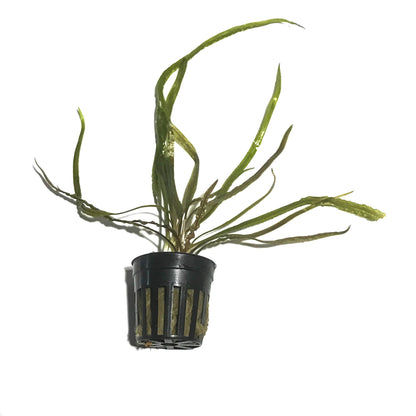 Cryptocoryne Retrospiralis