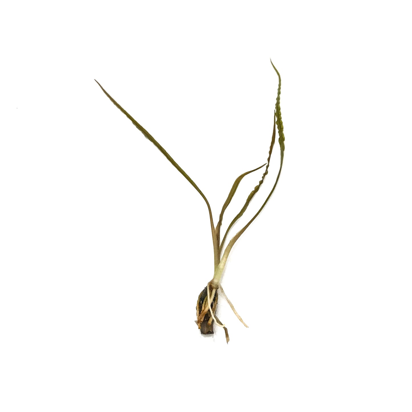 Cryptocoryne Retrospiralis