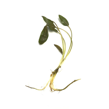 Cryptocoryne Beckettii
