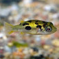 Indian Dwarf Pea Puffer