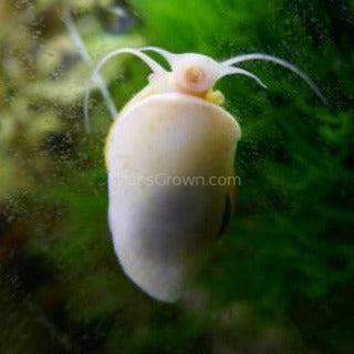 Ivory Mystery Snail