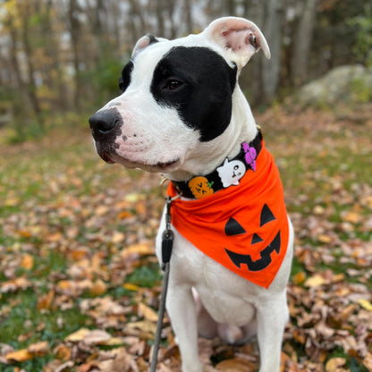Ghost Jiby Dog Charm
