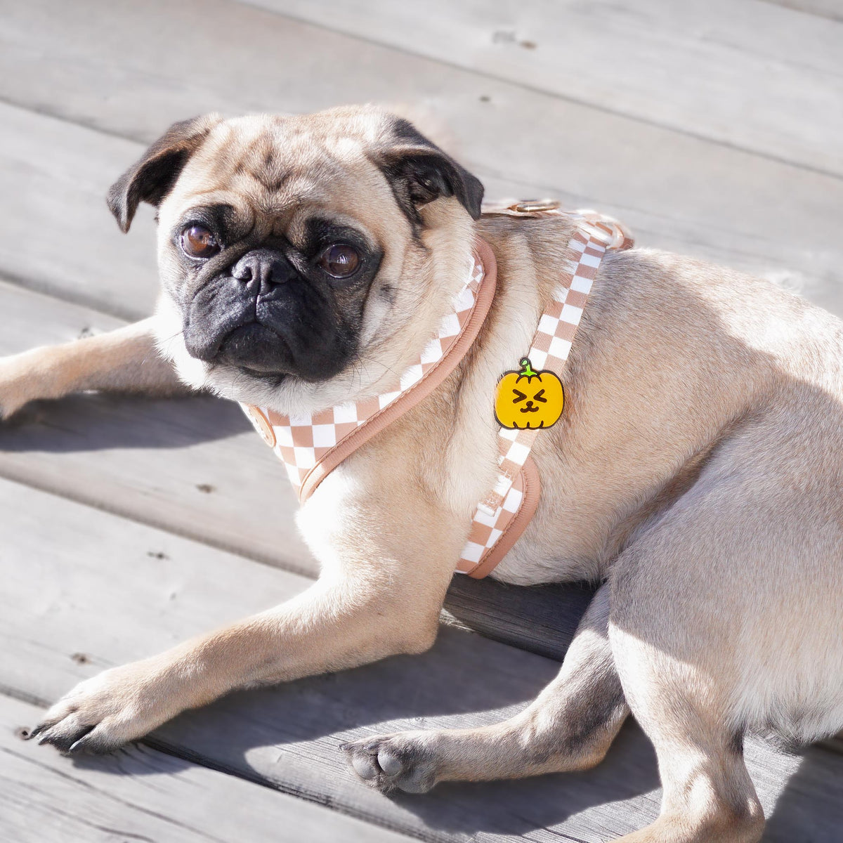 Pumpkin Jiby Dog Charm