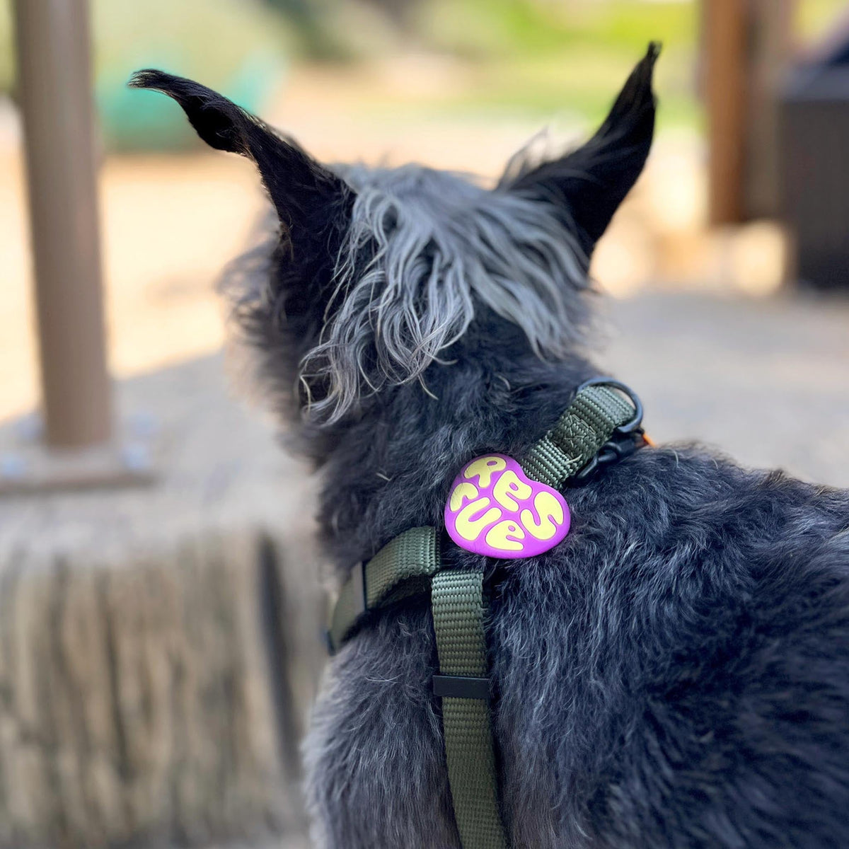 Rescue Magenta Jiby Dog Charm
