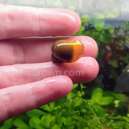 Jade Mystery Snail