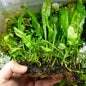 Java Fern