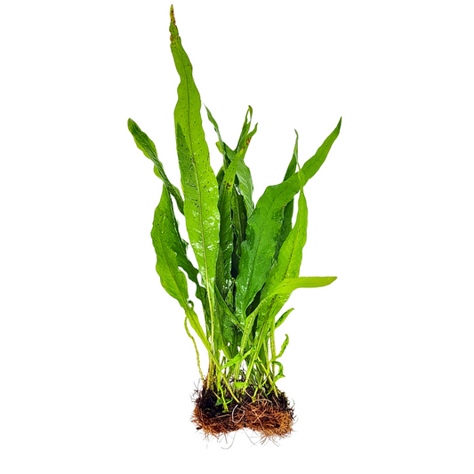 Java Fern Mats