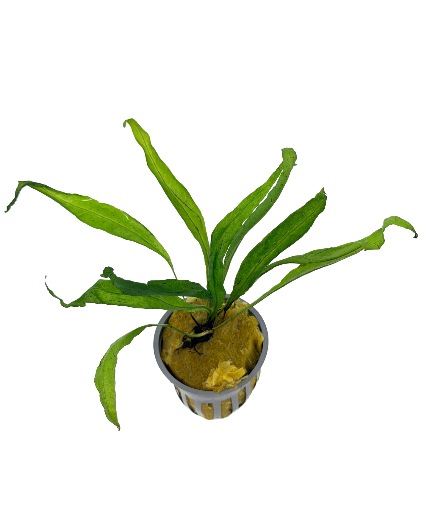 Java Fern | Microsorum Pteropus