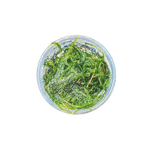Java Moss | Vesicularia Dubyana