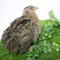Jumbo Coturnix Quail Eggs Brown/Wild type for Hatching, Fertile Quail Eggs from Quality Monitored Flocks Birds Reach Jumbo Size Within 10 Weeks