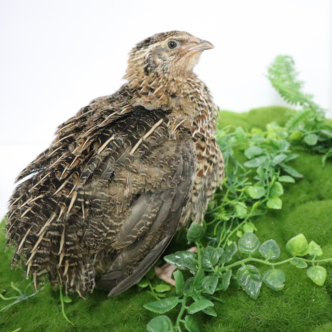 Fertile Quail Eggs – Choose Your Variety