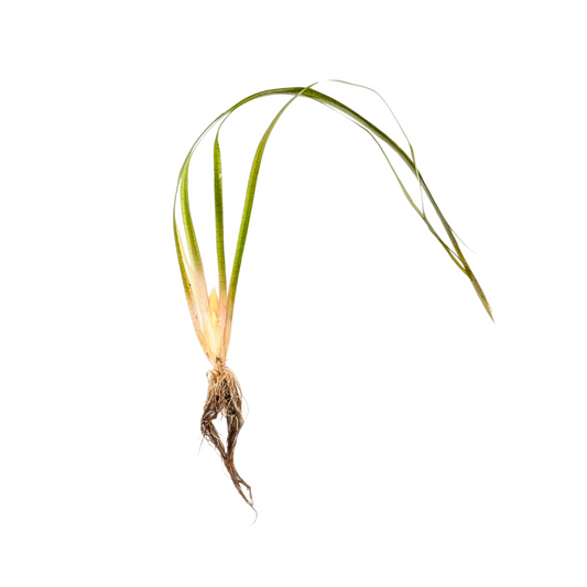 Jungle Val - Vallisneria Americana