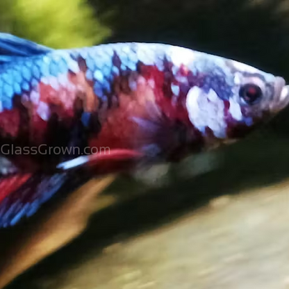 Male Koi Galaxy Plakat Betta