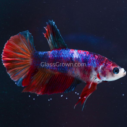 Male Koi Galaxy Plakat Betta