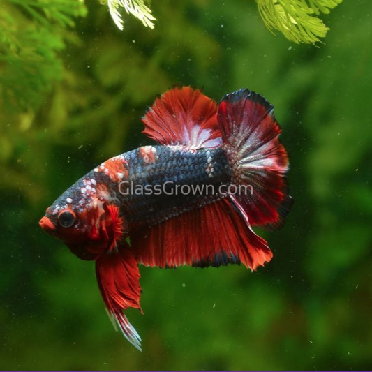Male Koi Galaxy Plakat Betta