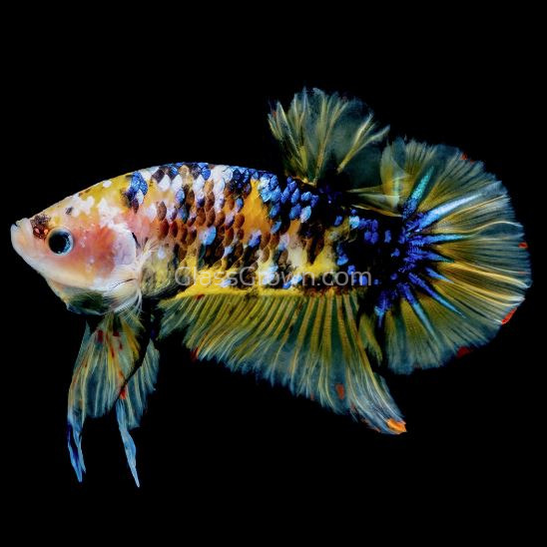 Male Koi Galaxy Plakat Betta