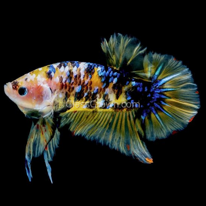 Male Koi Galaxy Plakat Betta