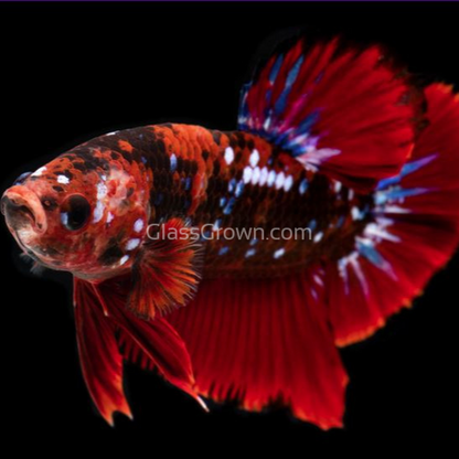 Male Koi Galaxy Plakat Betta