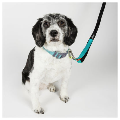 Dog Helios ® 'Neo-Indestructible' 2-in-1 Accordion Dog Collar and Leash