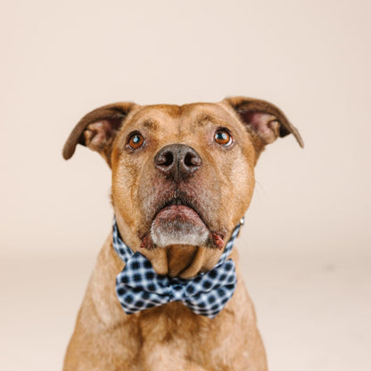 Leighton Dog Bow Tie