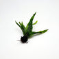 Java Fern