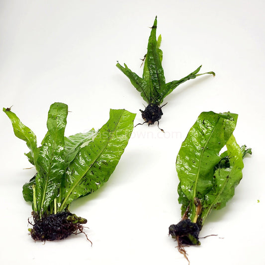 Java Fern