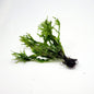 Java Fern Windelov