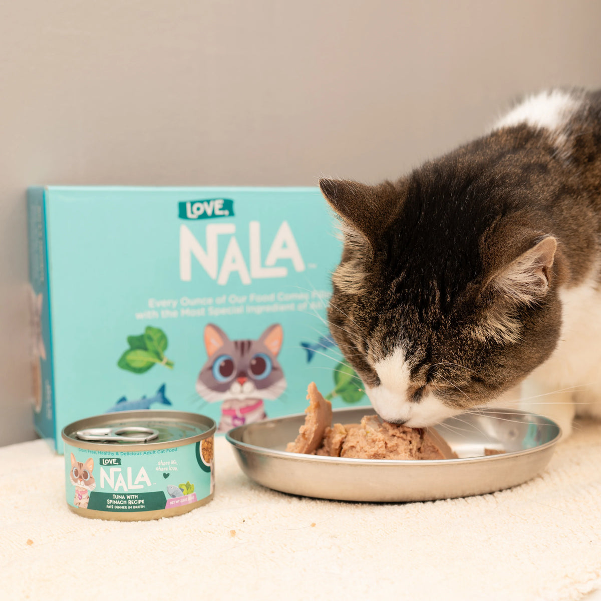 Mackerel With Carrot & Pumpkin Recipe Paté Dinner In Broth Adult Cat Food, 2.8-oz