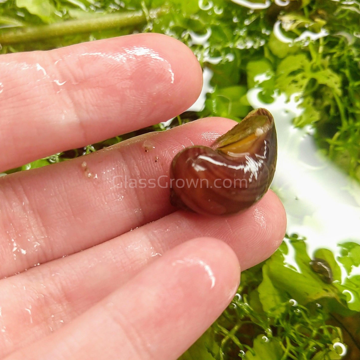 Magenta Mystery Snail
