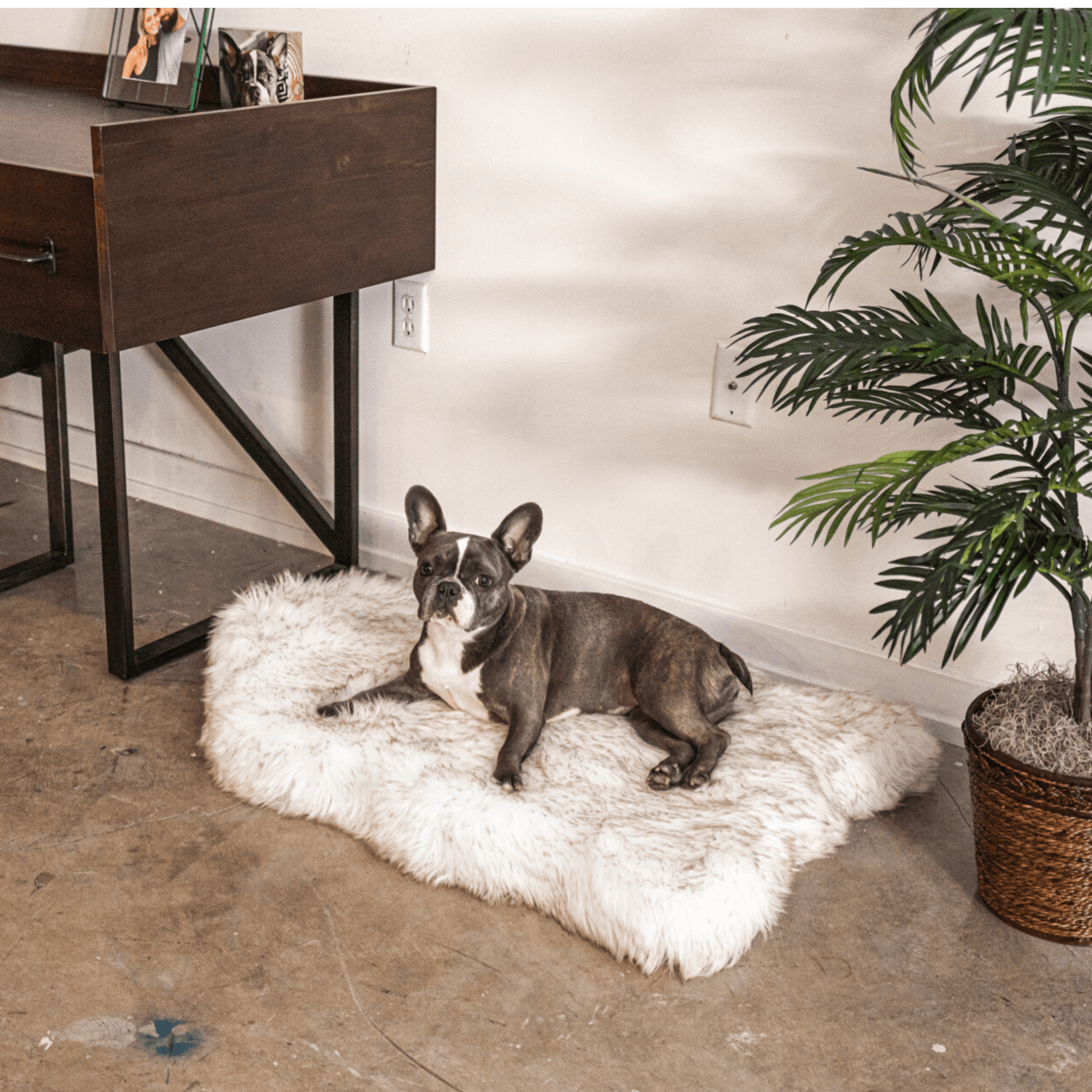 PupRug by Paw.com® Faux Fur Orthopedic Dog Bed - Curve White with Brown Accents
