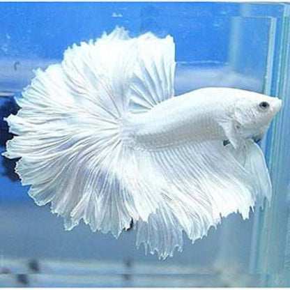 White Halfmoon Betta (Male)