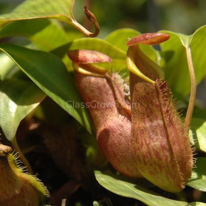 Monkey Cups Carnivorous Plant