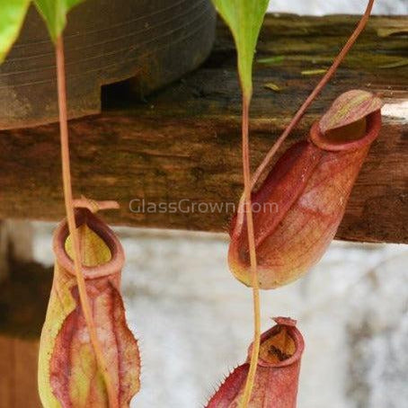 Monkey Cups Carnivorous Plant