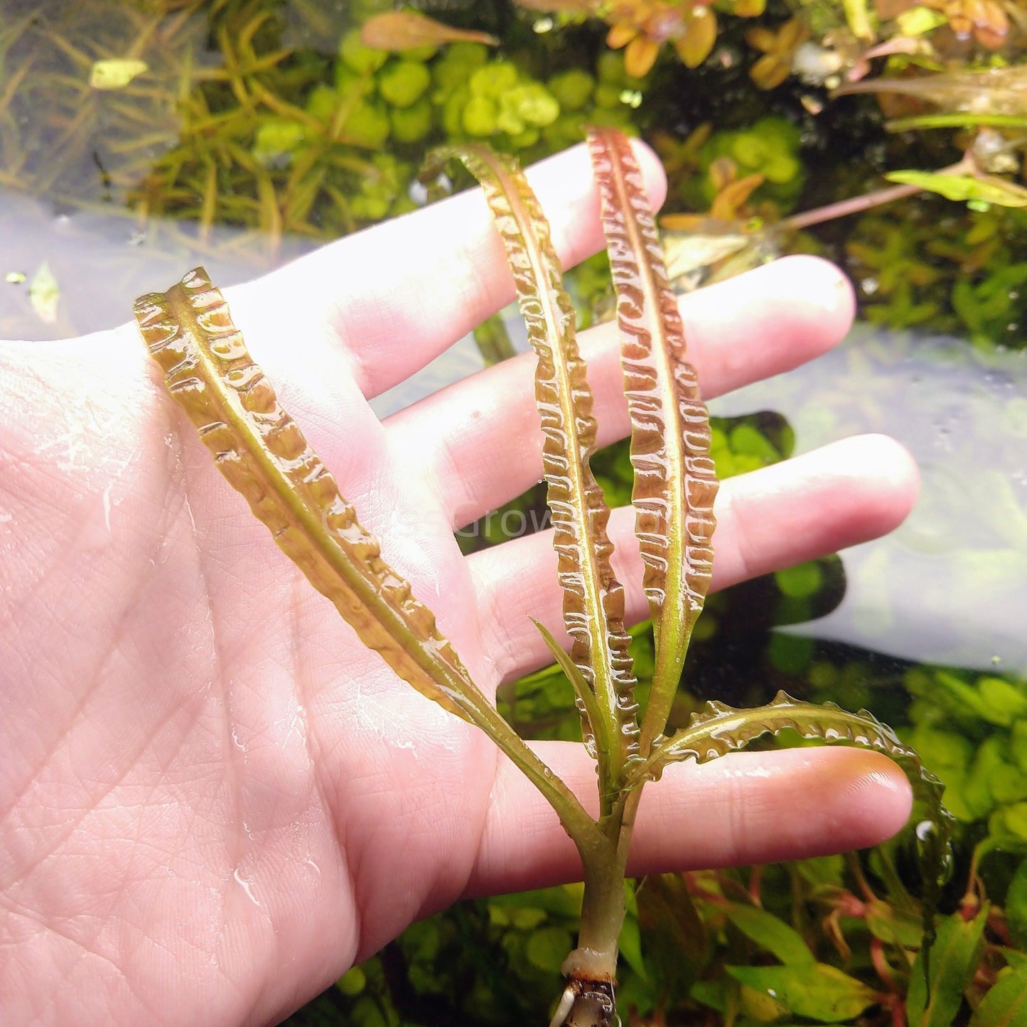 Mystery Cryptocoryne