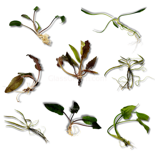 Mystery Cryptocoryne