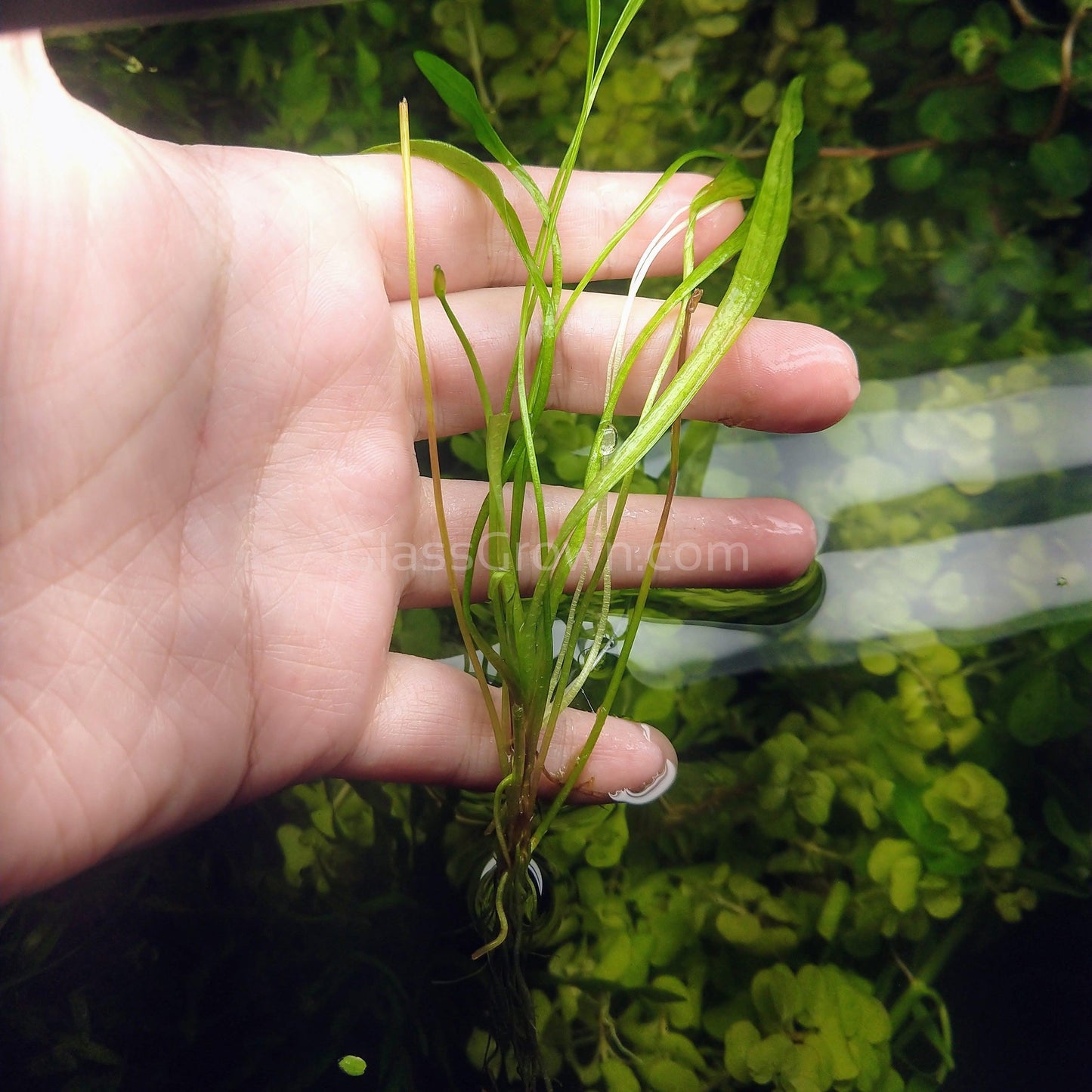 Narrow Leaf Chain Sword Plant