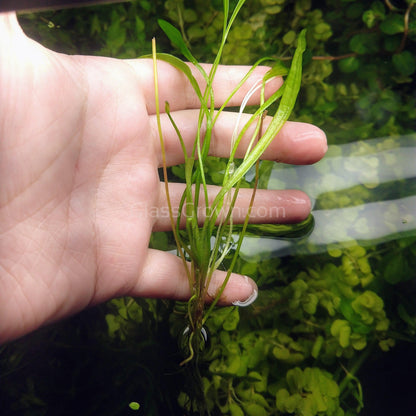 Narrow Leaf Chain Sword Plant
