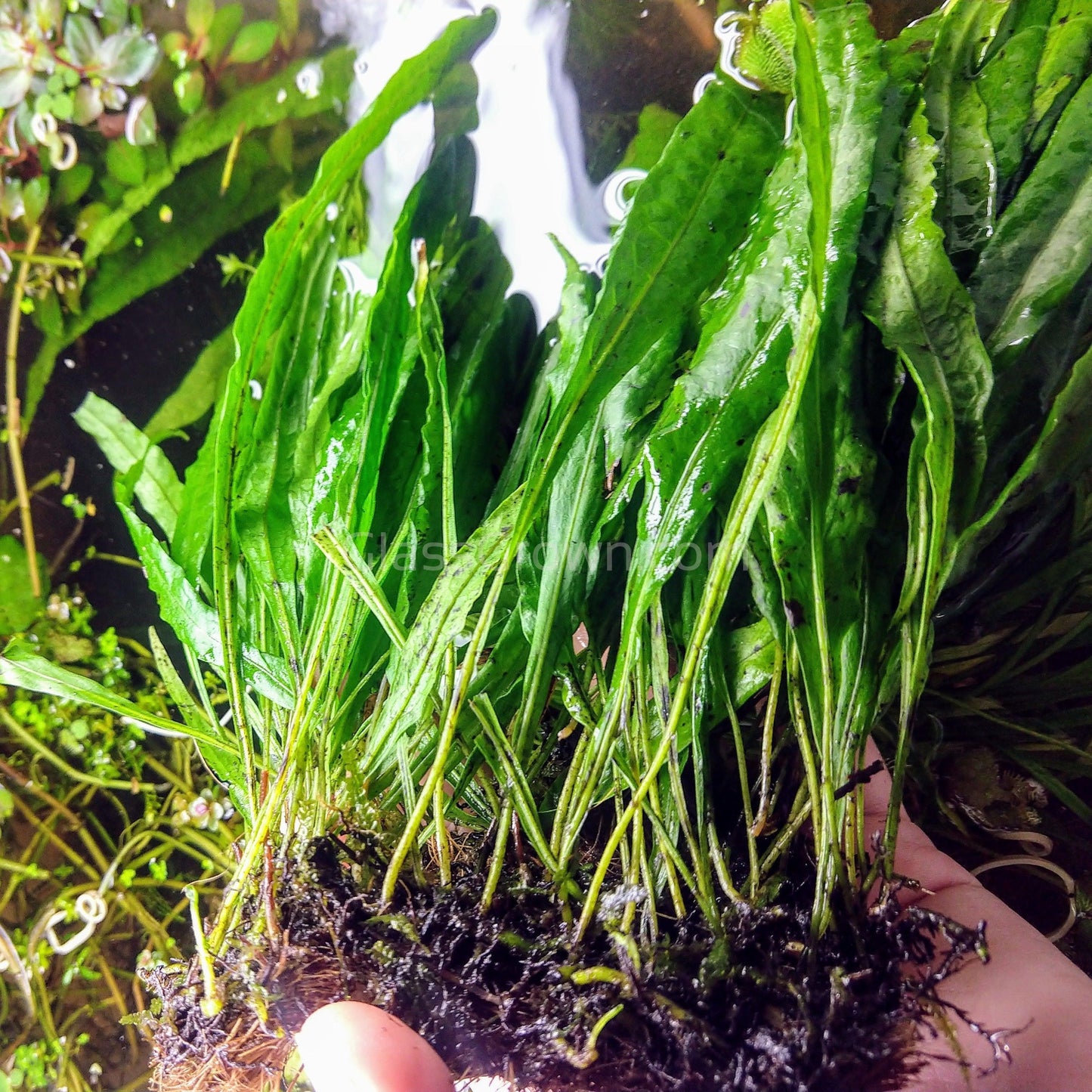 Narrowleaf Java Fern