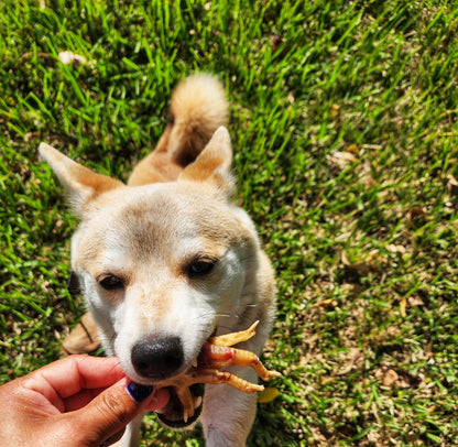 Dehydrated Chicken Feet – 5ct | Raw Instincts | Natural Chew for Cats & Dogs