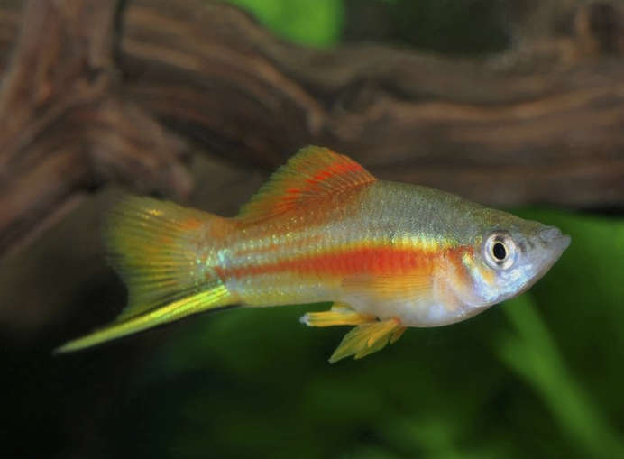 Neon Swordtail