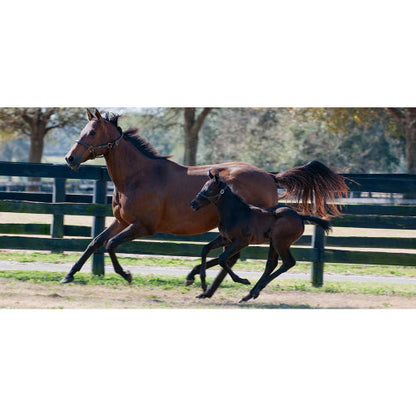 Manna Pro Sweet PDZ Horse Stall Refresher Granular, 40-Pounds