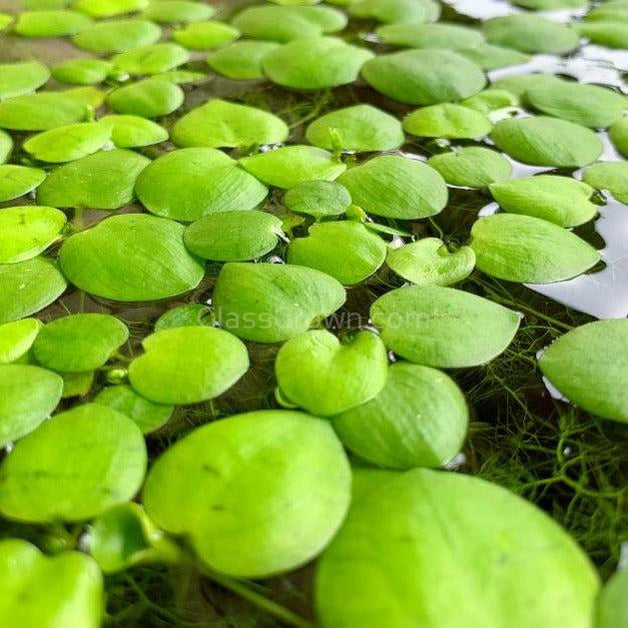 One Cup of Mixed Floaters